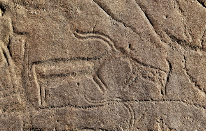 Gazelle-and-Dog-at-Jubbah (1)